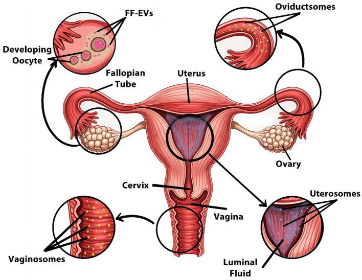 https://cdn.ncbi.nlm.nih.gov/pmc/blobs/d2f3/12405430/83d5360257a5/fvets-12-1641966-g0003.jpg