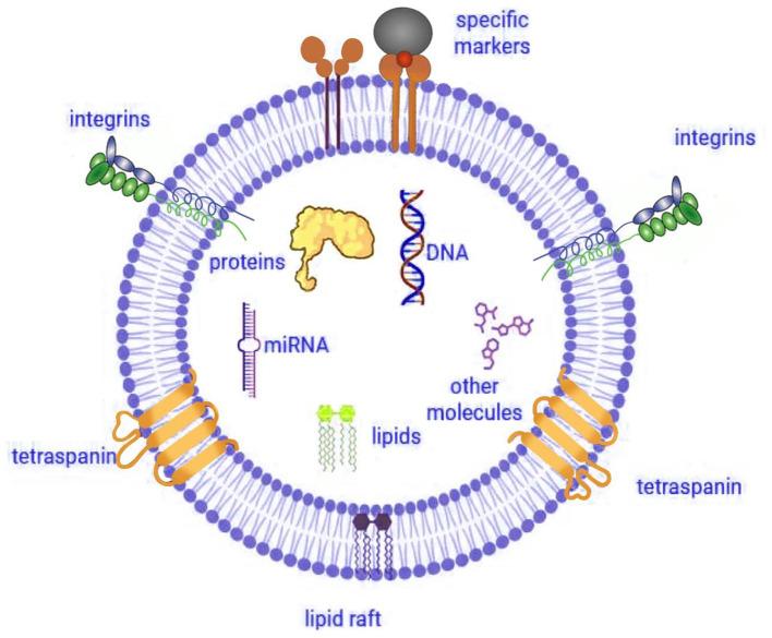 https://cdn.ncbi.nlm.nih.gov/pmc/blobs/d2f3/12405430/84d457457292/fvets-12-1641966-g0001.jpg