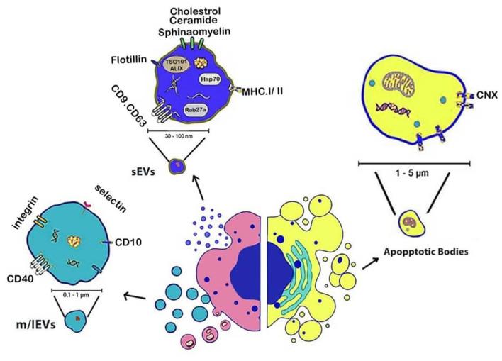 https://cdn.ncbi.nlm.nih.gov/pmc/blobs/d2f3/12405430/b488d6e971cd/fvets-12-1641966-g0002.jpg