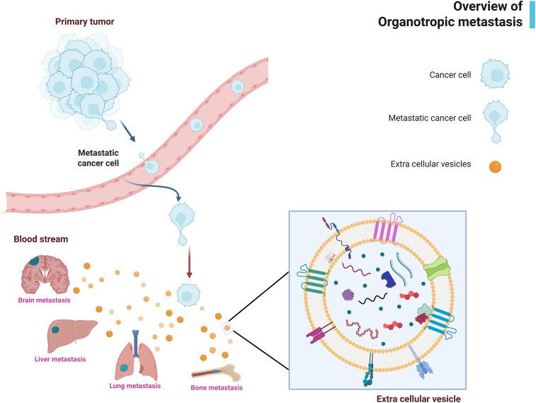 https://cdn.ncbi.nlm.nih.gov/pmc/blobs/d2f5/12197914/5cd804598d34/fimmu-16-1593834-g001.jpg