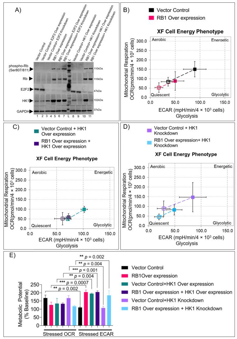 https://cdn.ncbi.nlm.nih.gov/pmc/blobs/d2f5/9600484/d46baa4ca069/cells-11-03182-g002.jpg
