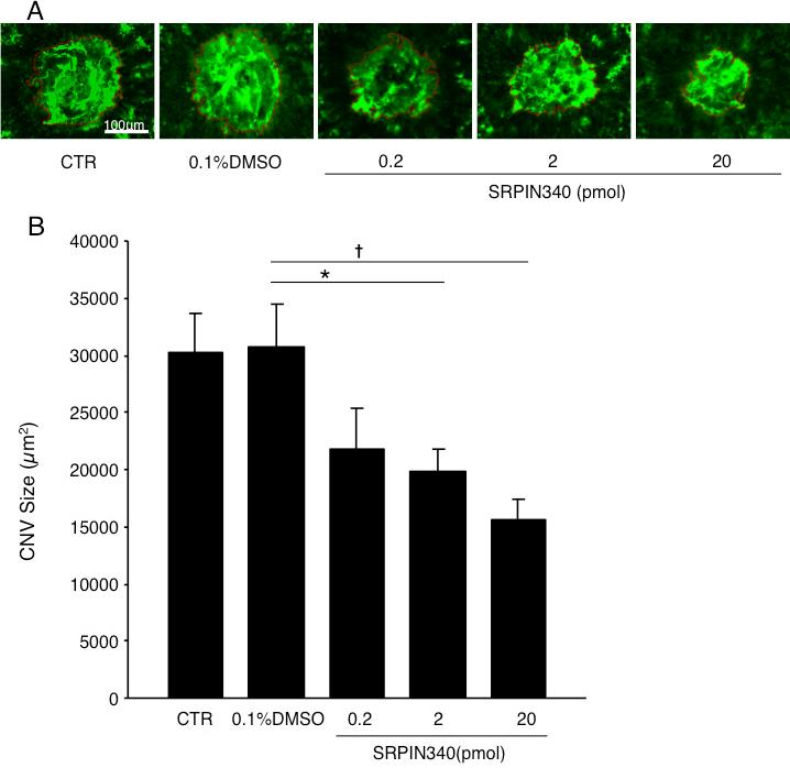 https://cdn.ncbi.nlm.nih.gov/pmc/blobs/d2fc/3611948/d59e7d09c7c1/mv-v19-536-f2.jpg