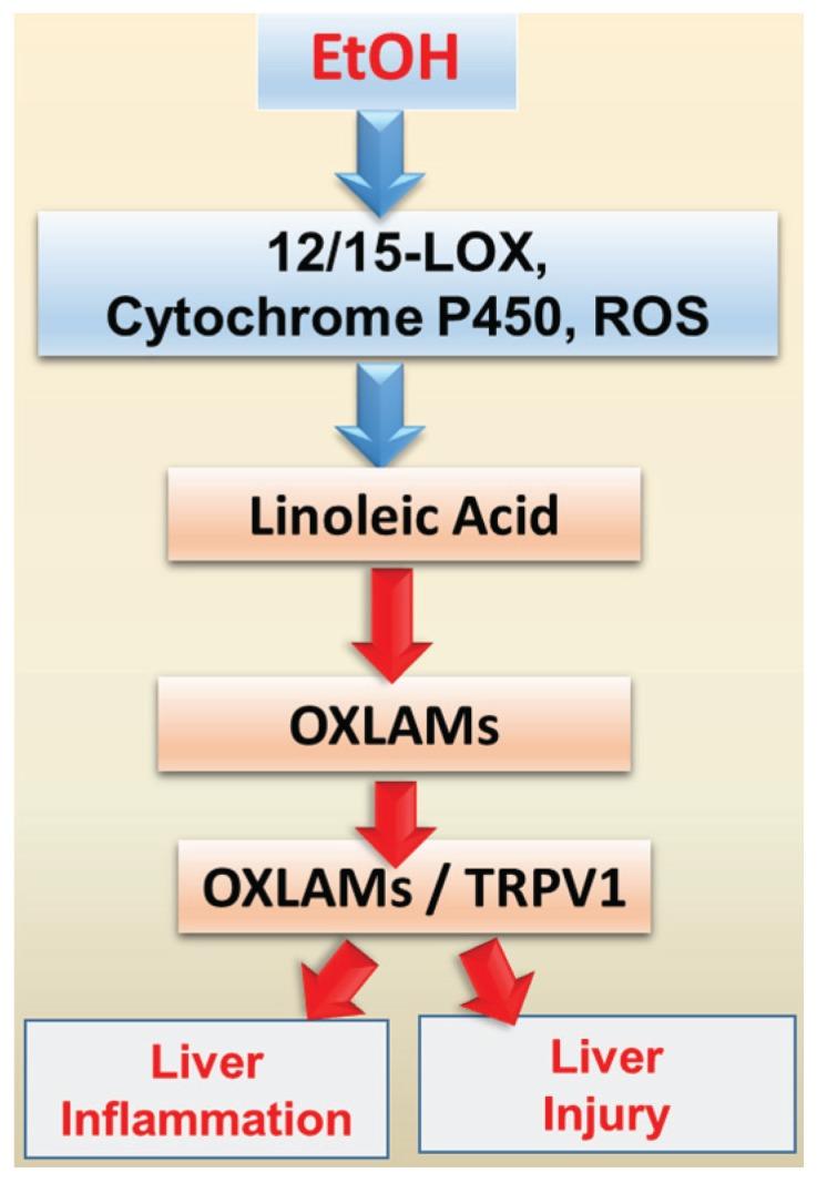 https://cdn.ncbi.nlm.nih.gov/pmc/blobs/d2fc/4808795/0d33626980fc/biomolecules-06-00001-g003.jpg