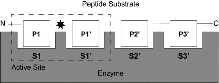 https://cdn.ncbi.nlm.nih.gov/pmc/blobs/d2fc/8286833/3875be6d2927/BCJ-478-2697-g0001.jpg
