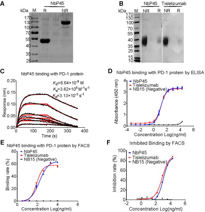 https://cdn.ncbi.nlm.nih.gov/pmc/blobs/d2fd/10940662/2aa6879dd675/44321_2024_26_Fig4_HTML.jpg