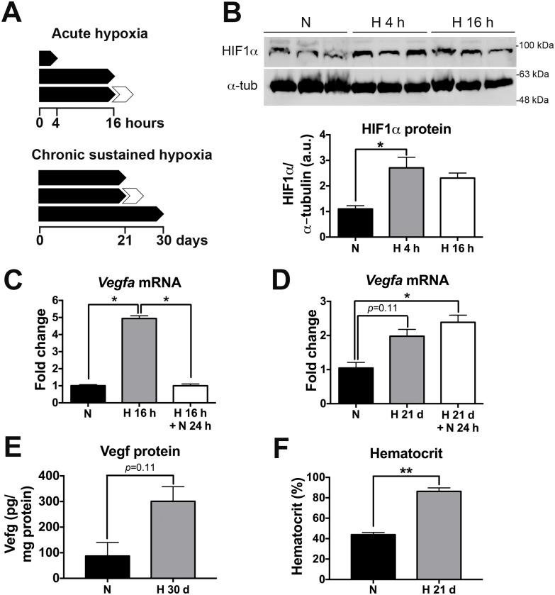 https://cdn.ncbi.nlm.nih.gov/pmc/blobs/d2fd/5242476/3ae1c95c1c62/pone.0170345.g001.jpg