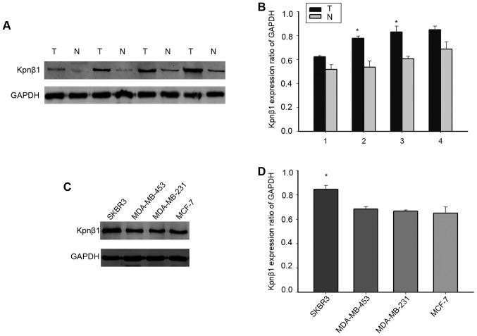 https://cdn.ncbi.nlm.nih.gov/pmc/blobs/d2fe/5783623/4616886b073a/OR-39-02-0554-g01.jpg
