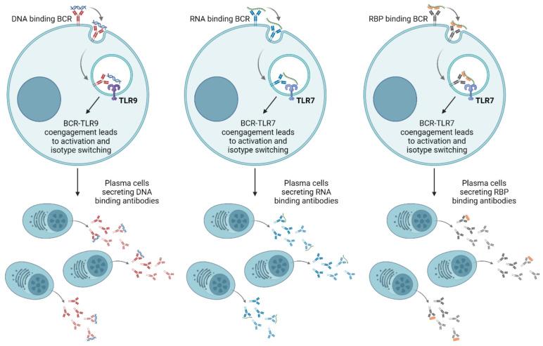 https://cdn.ncbi.nlm.nih.gov/pmc/blobs/d302/11120885/9348f1e8ac25/ijms-25-05351-g003.jpg