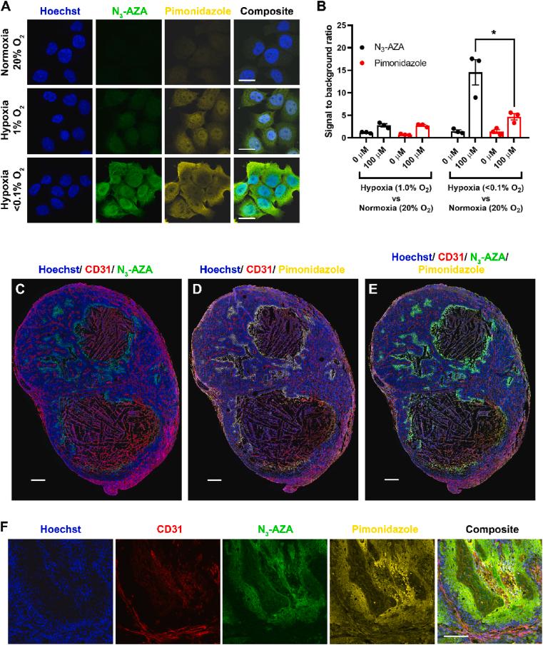 https://cdn.ncbi.nlm.nih.gov/pmc/blobs/d303/7933538/fedeab352a63/gr5.jpg