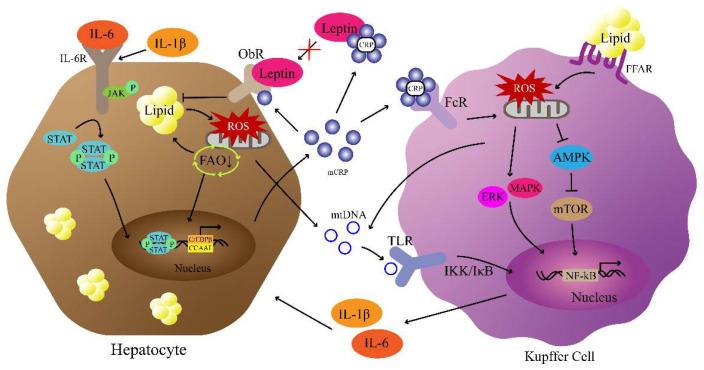 https://cdn.ncbi.nlm.nih.gov/pmc/blobs/d305/10603830/28b4497ad332/biomedicines-11-02711-g002.jpg