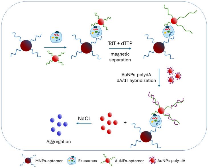 https://cdn.ncbi.nlm.nih.gov/pmc/blobs/d307/11678935/3465c1a03726/sensors-24-07902-g002.jpg