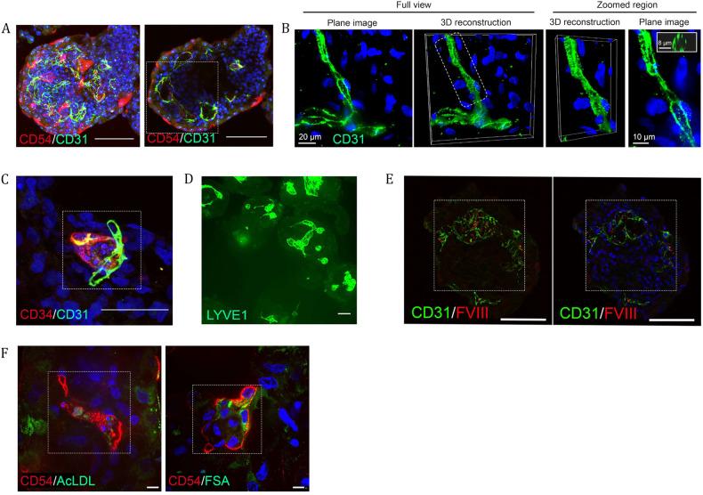 https://cdn.ncbi.nlm.nih.gov/pmc/blobs/d30b/10545717/3fb8169ff190/12276_2023_1074_Fig5_HTML.jpg