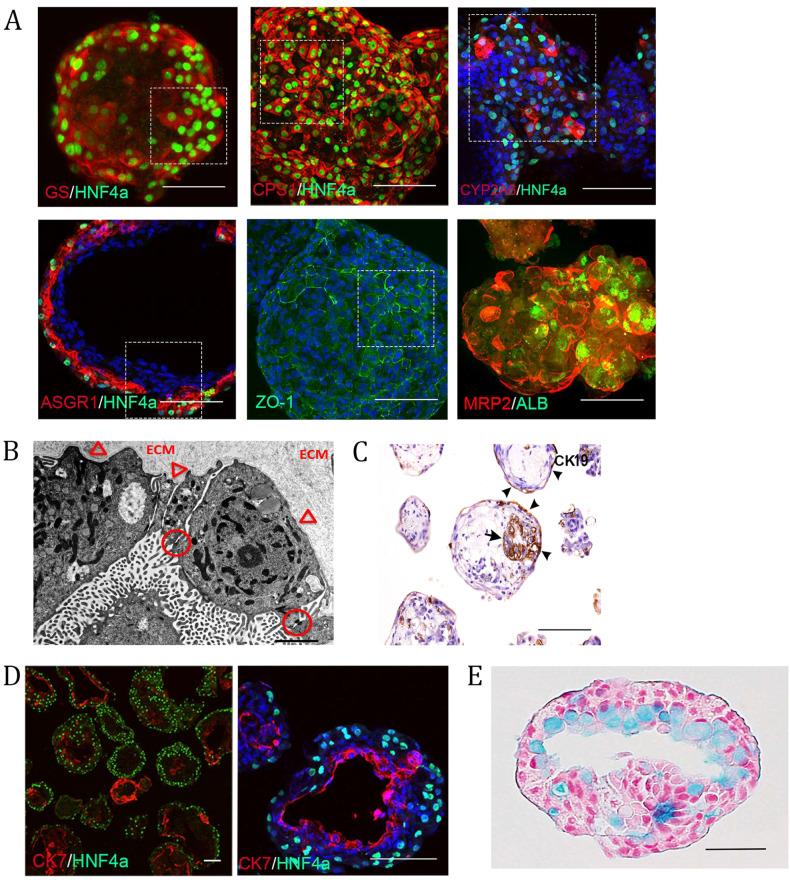 https://cdn.ncbi.nlm.nih.gov/pmc/blobs/d30b/10545717/81001d2c1929/12276_2023_1074_Fig4_HTML.jpg
