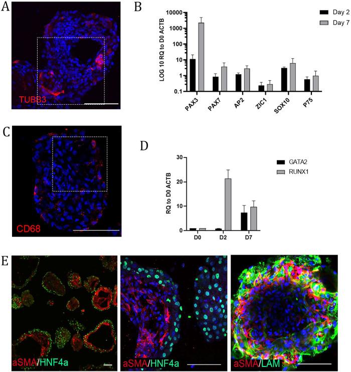 https://cdn.ncbi.nlm.nih.gov/pmc/blobs/d30b/10545717/decab2fe45f9/12276_2023_1074_Fig6_HTML.jpg