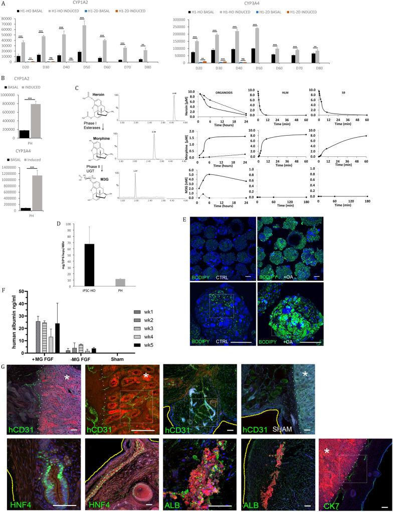 https://cdn.ncbi.nlm.nih.gov/pmc/blobs/d30b/10545717/ffc7a49199ce/12276_2023_1074_Fig7_HTML.jpg