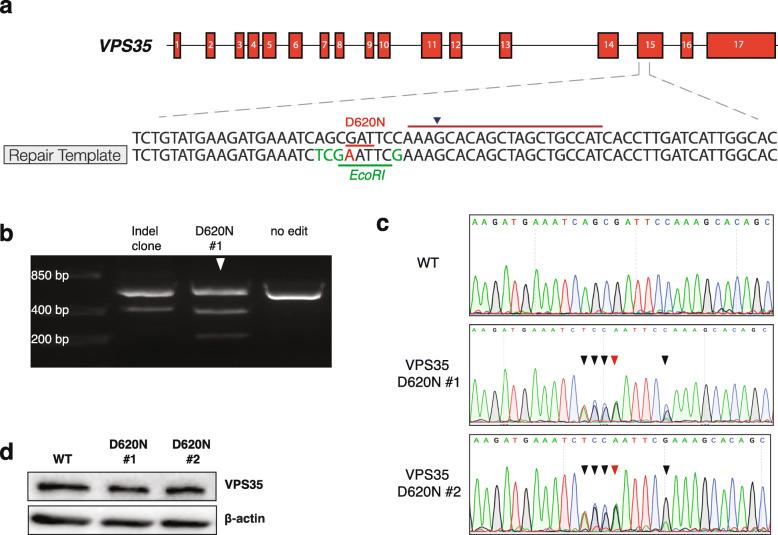 https://cdn.ncbi.nlm.nih.gov/pmc/blobs/d30c/8204421/e0e02d3259ea/40035_2021_243_Fig1_HTML.jpg