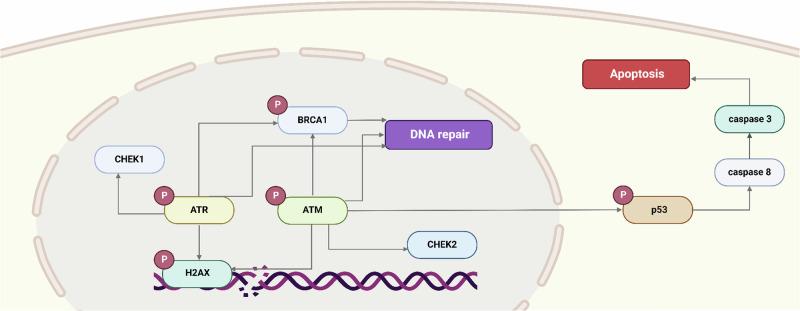 https://cdn.ncbi.nlm.nih.gov/pmc/blobs/d30d/11772741/6c69f087791e/44298_2024_87_Fig1_HTML.jpg