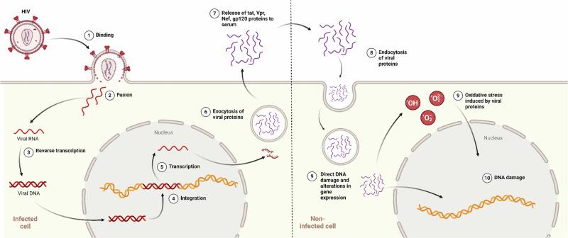 https://cdn.ncbi.nlm.nih.gov/pmc/blobs/d30d/11772741/886d637e1f71/44298_2024_87_Fig2_HTML.jpg