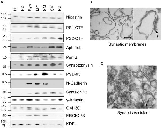 https://cdn.ncbi.nlm.nih.gov/pmc/blobs/d30e/2812513/b11c706e7f33/pone.0008948.g002.jpg
