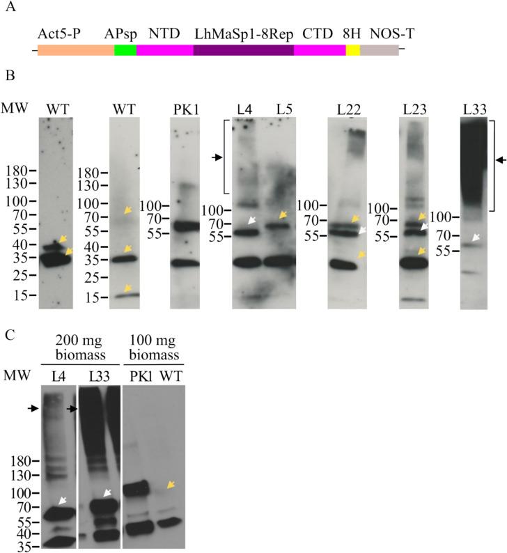 https://cdn.ncbi.nlm.nih.gov/pmc/blobs/d314/12033203/b5dafd5ce4b0/299_2025_3485_Fig3_HTML.jpg