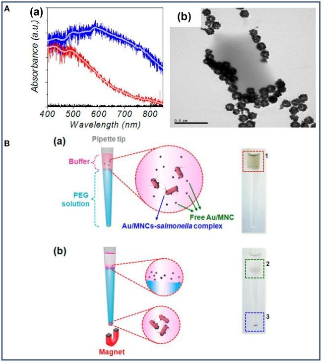 https://cdn.ncbi.nlm.nih.gov/pmc/blobs/d314/6591363/6ef016bff286/fbioe-07-00141-g0003.jpg