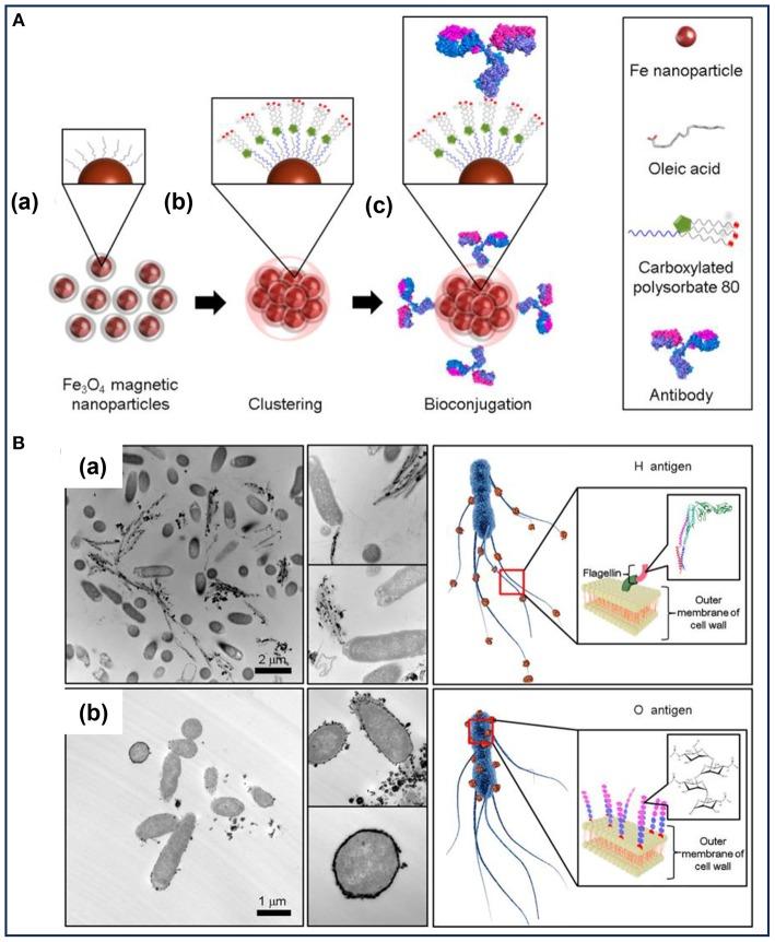 https://cdn.ncbi.nlm.nih.gov/pmc/blobs/d314/6591363/d94cdf9ed030/fbioe-07-00141-g0001.jpg