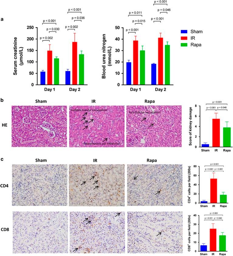 https://cdn.ncbi.nlm.nih.gov/pmc/blobs/d315/5386577/5de353827e32/cddis201786f1.jpg