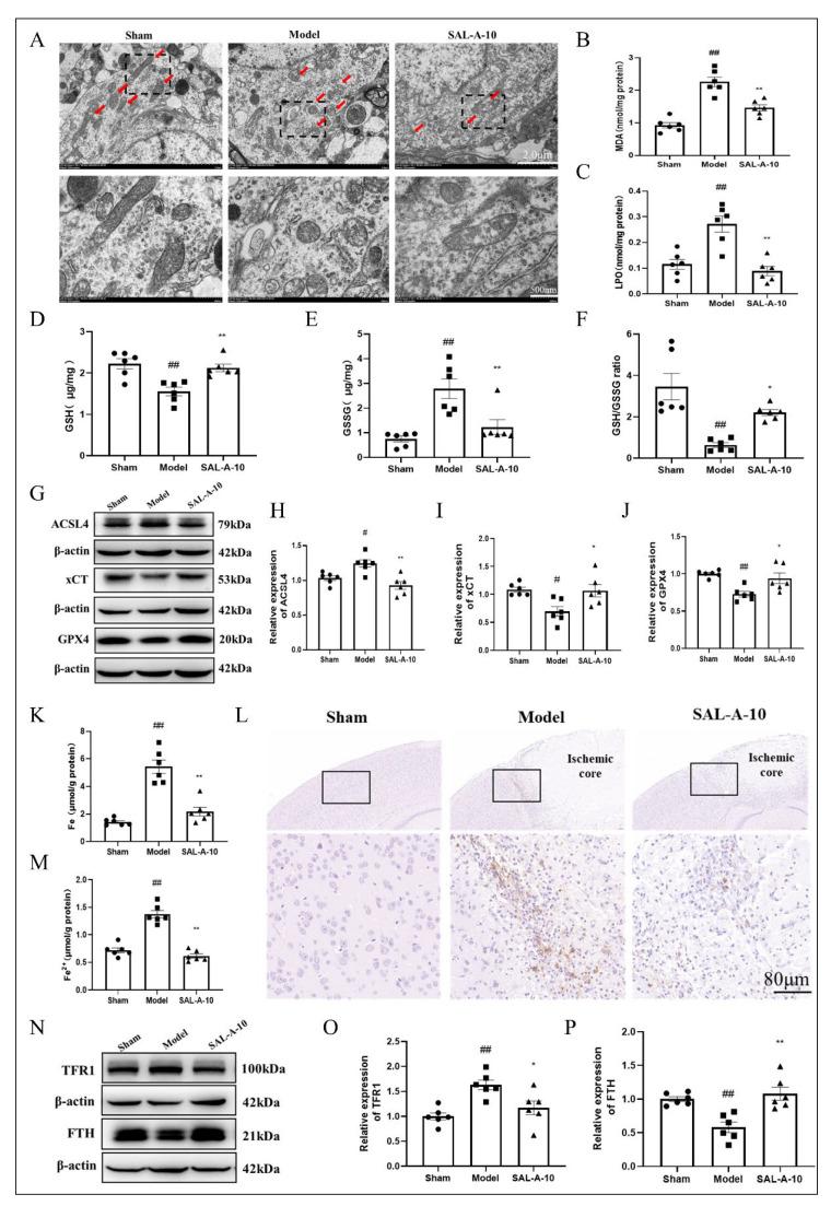 https://cdn.ncbi.nlm.nih.gov/pmc/blobs/d318/12348739/3d067f11b76d/molecules-30-03266-g003.jpg
