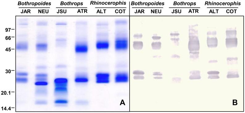 https://cdn.ncbi.nlm.nih.gov/pmc/blobs/d319/3772048/8610f3419bbd/pntd.0002442.g006.jpg
