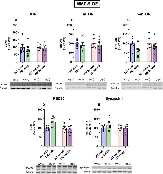https://cdn.ncbi.nlm.nih.gov/pmc/blobs/d31a/12096558/a31b5c118d4f/13293_2025_716_Fig7_HTML.jpg