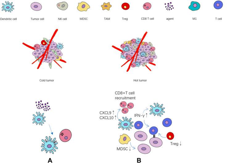 https://cdn.ncbi.nlm.nih.gov/pmc/blobs/d31b/8080043/635082e08292/fphar-12-621813-g001.jpg
