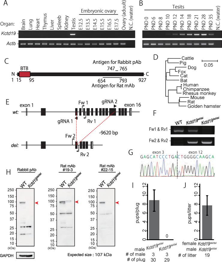 https://cdn.ncbi.nlm.nih.gov/pmc/blobs/d31c/8104389/7bbbd429a701/pgen.1009412.g001.jpg