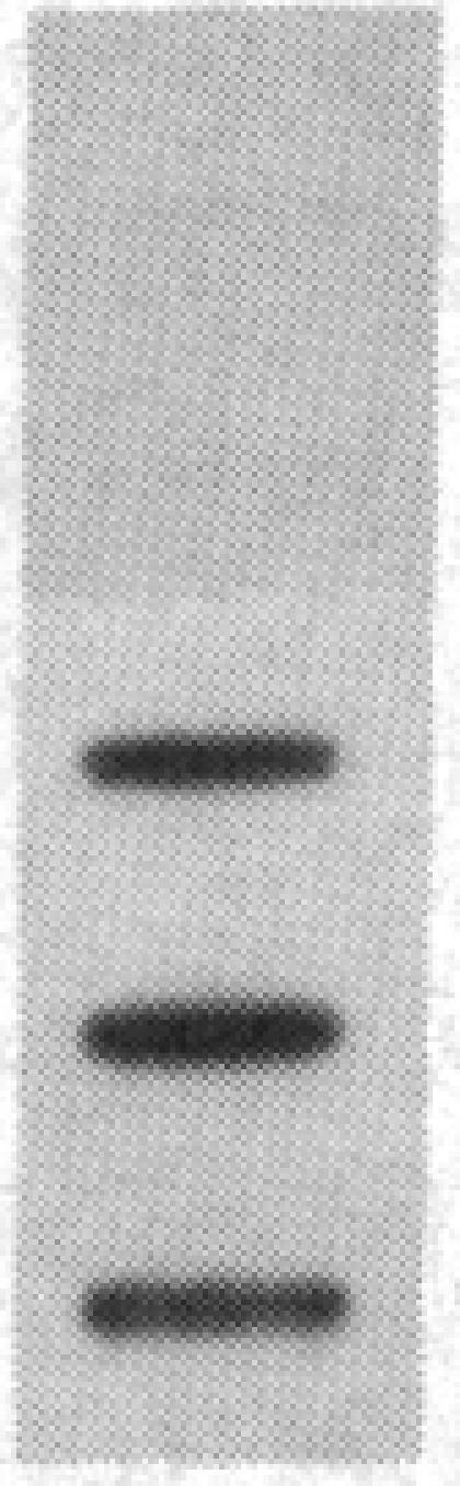 https://cdn.ncbi.nlm.nih.gov/pmc/blobs/d31d/299255/b463e9b3af73/pnas00335-0236-a.jpg