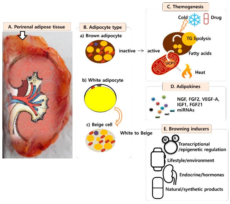 https://cdn.ncbi.nlm.nih.gov/pmc/blobs/d324/8585005/fe4d5dadd532/jcm-10-05024-g001.jpg