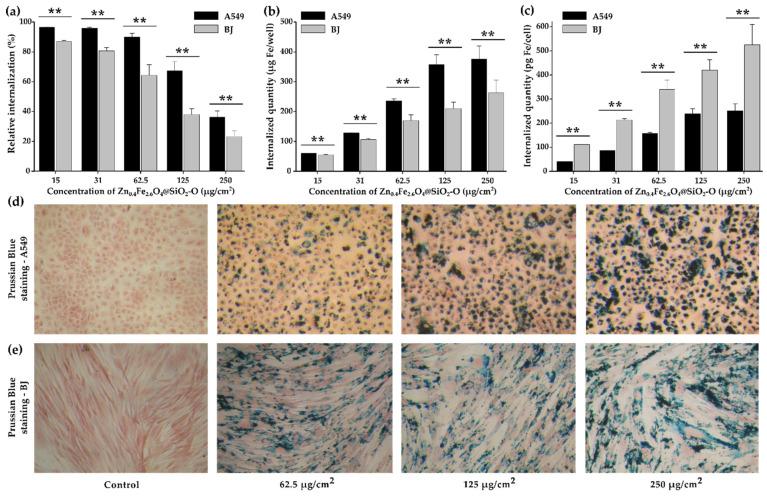 https://cdn.ncbi.nlm.nih.gov/pmc/blobs/d325/9313231/601d03286e21/biomedicines-10-01647-g005.jpg