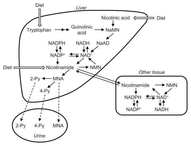 https://cdn.ncbi.nlm.nih.gov/pmc/blobs/d326/3729278/fe9a112f485a/ijtr-suppl.1-2013-003f2.jpg