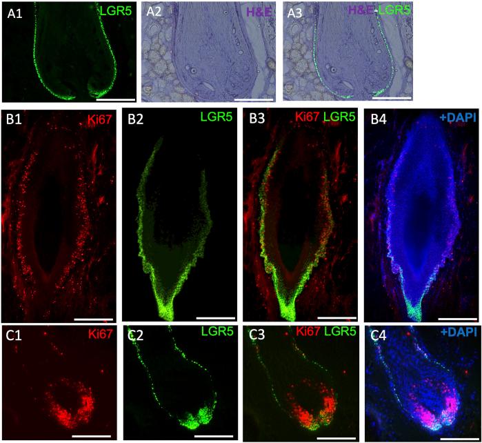 https://cdn.ncbi.nlm.nih.gov/pmc/blobs/d328/11187295/52f26574c291/fgeed-06-1401163-g003.jpg