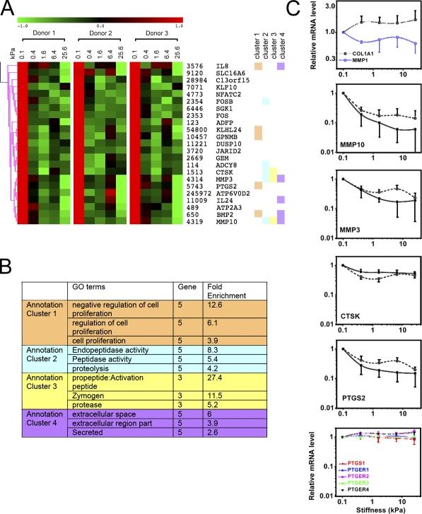 https://cdn.ncbi.nlm.nih.gov/pmc/blobs/d328/2928007/ea071a1c7b5e/JCB_201004082_RGB_Fig4.jpg