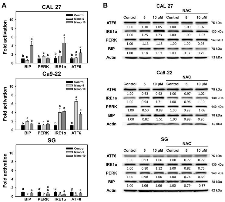 https://cdn.ncbi.nlm.nih.gov/pmc/blobs/d328/9965613/6675cd637f67/ijms-24-03987-g003.jpg