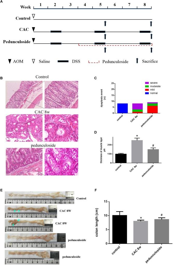 https://cdn.ncbi.nlm.nih.gov/pmc/blobs/d32c/6593052/cc686c699260/fgene-10-00585-g006.jpg