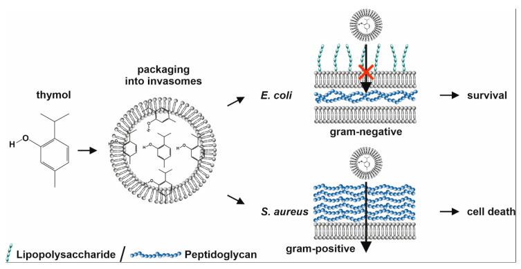 https://cdn.ncbi.nlm.nih.gov/pmc/blobs/d32c/7277086/7651bb4c2eea/biomedicines-08-00105-g011.jpg
