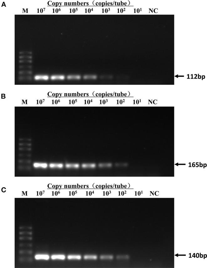 https://cdn.ncbi.nlm.nih.gov/pmc/blobs/d336/8861203/9e877ba8fe9b/fvets-08-792322-g0003.jpg