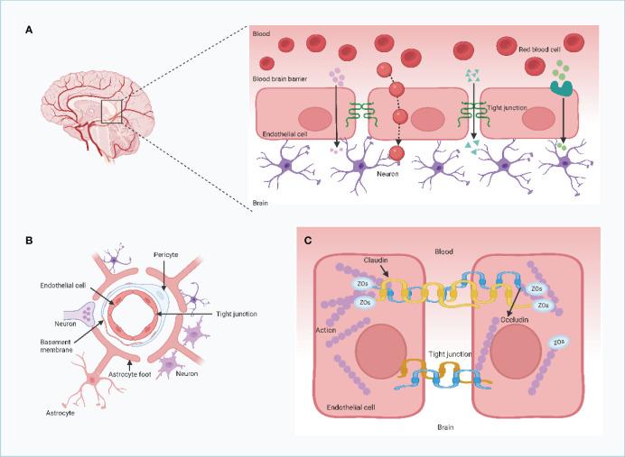 https://cdn.ncbi.nlm.nih.gov/pmc/blobs/d33b/11317269/3aea9ecdb9d1/fimmu-15-1418580-g001.jpg