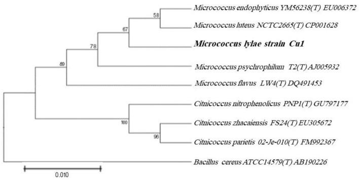 https://cdn.ncbi.nlm.nih.gov/pmc/blobs/d33e/12122916/c0601b91a500/41598_2025_3427_Fig1_HTML.jpg