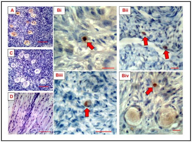 https://cdn.ncbi.nlm.nih.gov/pmc/blobs/d33f/6627596/1f944fe7a120/cells-08-00578-g001.jpg