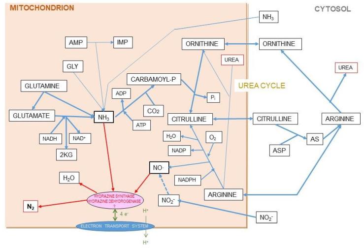 https://cdn.ncbi.nlm.nih.gov/pmc/blobs/d341/7593952/82cca37dc230/ijms-21-07729-g008.jpg