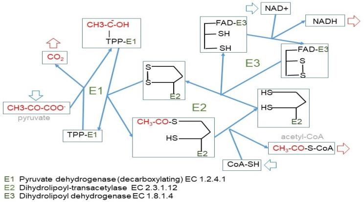 https://cdn.ncbi.nlm.nih.gov/pmc/blobs/d341/7593952/a755a22c5582/ijms-21-07729-g004a.jpg