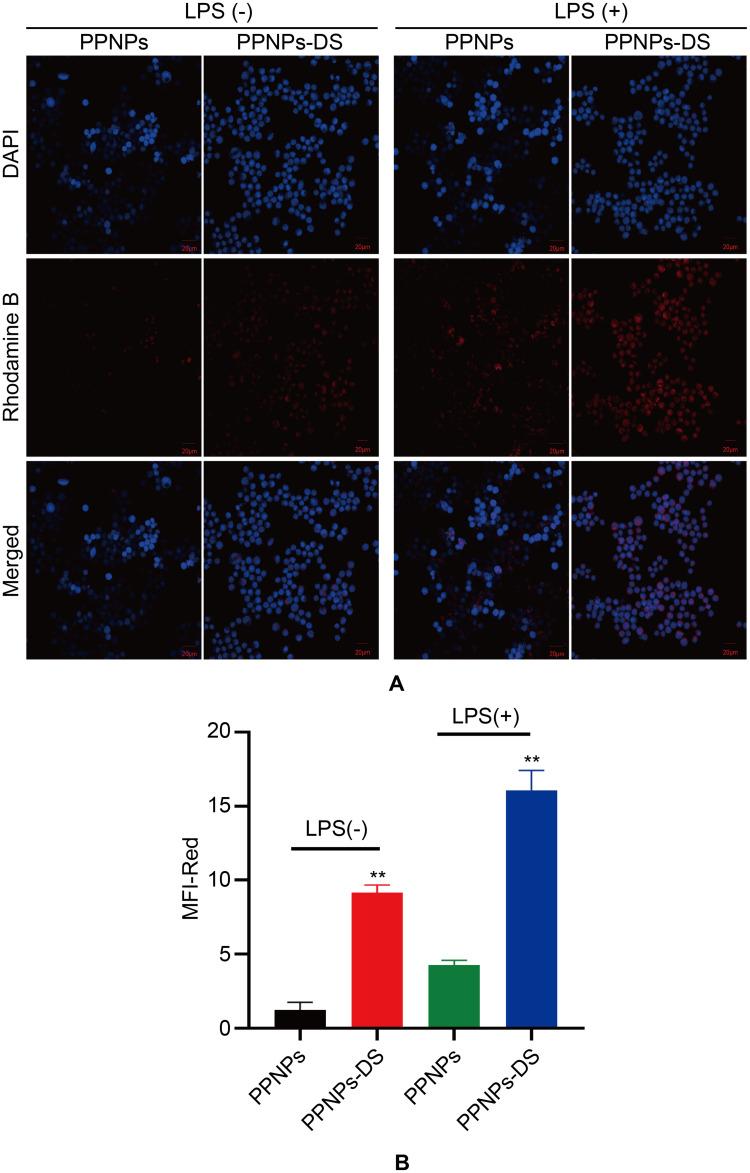 https://cdn.ncbi.nlm.nih.gov/pmc/blobs/d342/12266063/4130cd6d6e73/IJN-20-8967-g0007.jpg