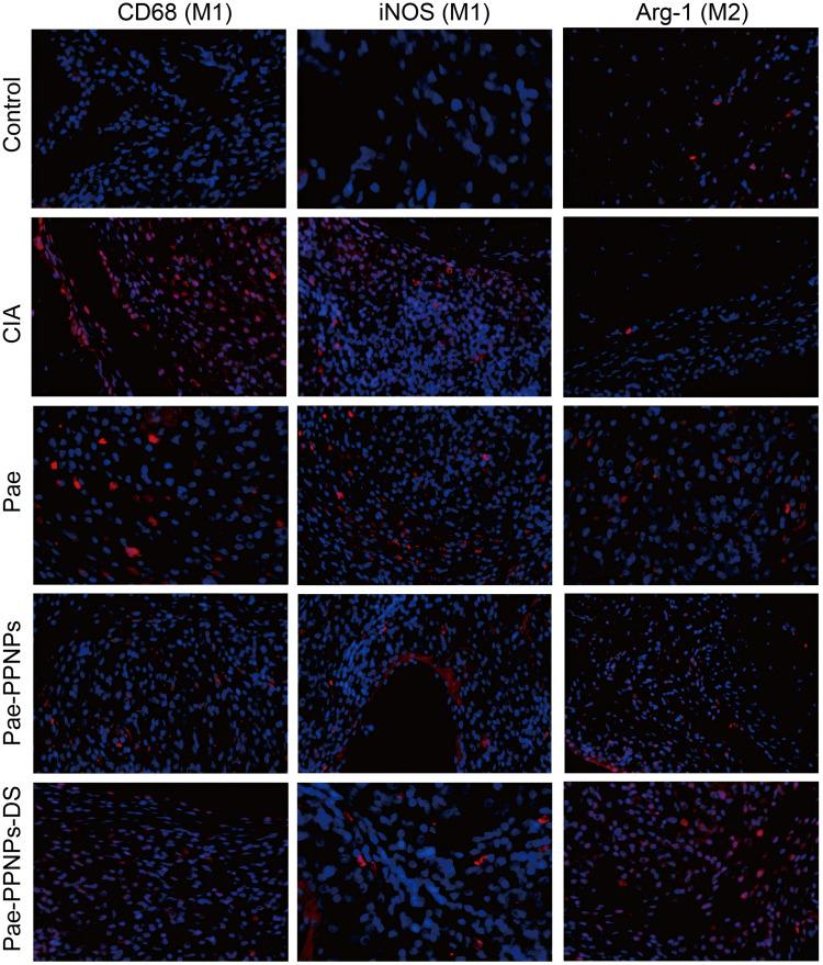 https://cdn.ncbi.nlm.nih.gov/pmc/blobs/d342/12266063/5c56d011570a/IJN-20-8967-g0017.jpg