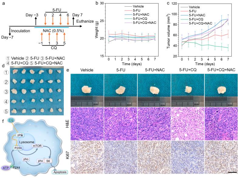https://cdn.ncbi.nlm.nih.gov/pmc/blobs/d343/12024896/28c422019baa/biomedicines-13-00948-g005.jpg